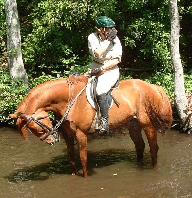 Thoroughbred horse for sale - Lucky