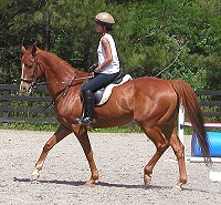 Lucky - Horses for sale 