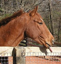 Lucky Strike - Thoroughbreds for sale at Bits & Bytes Farm.