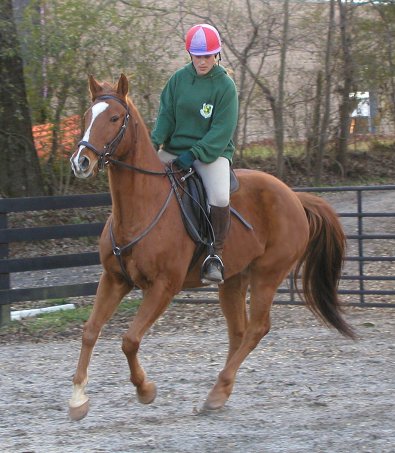 Lucky Strike - Thoroughbreds for sale at Bits & Bytes Farm.