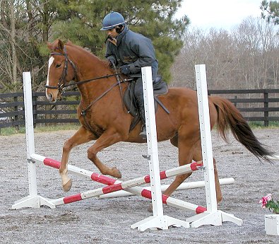 Lucky Strike - Thoroughbreds for sale at Bits & Bytes Farm.