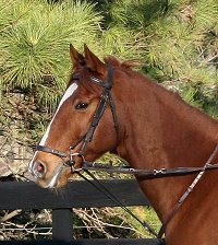 Lucky - Horses for sale at Bits & Bytes Farm