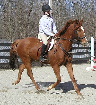 Lucky Strike - Thoroughbreds for sale at Bits & Bytes Farm.