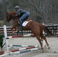 Horse for sale - "Lucky". January 29, 2008 