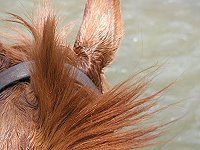Lucky loves the water.