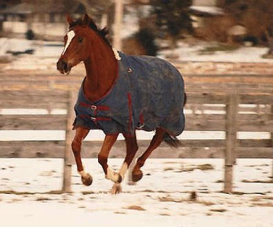 Lylle playing in the snow.