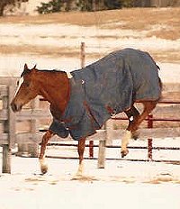 Lylle playing in the snow. 