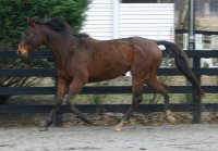 Bay Thoroughbred gelding for sale.
