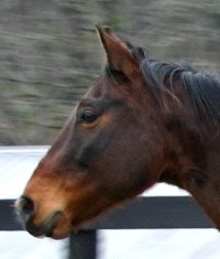 My Sparky Boy has a kind eye.