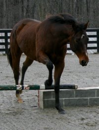 My Sparky Boy taught himself to jump by following Lise.