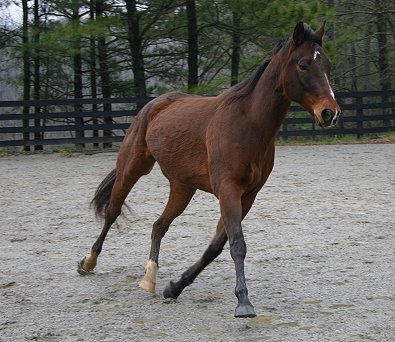 Bay Thoroughbred gelding for sale. My Sparky Boy