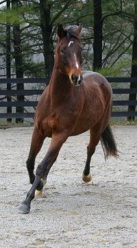 Thoroughbred horse for sale at Bits & Bytes Farm