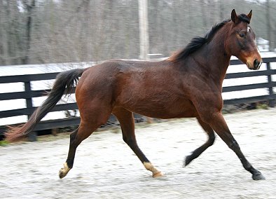 My Sparky Boy has the movement for dressage.