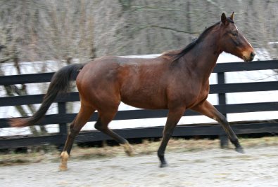 Thoroughbred horse for sale. My Sparky Boy.