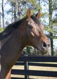 Pride of the Fox is a Thoroughbred horse for sale at our farm.