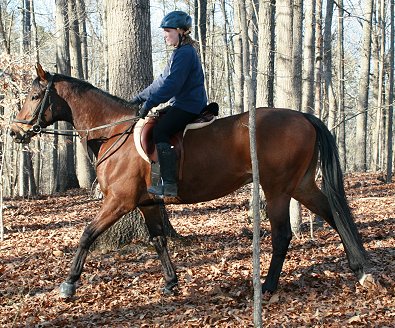 Thoroughbred horse for sale -Pride of the Fox February 11, 2007