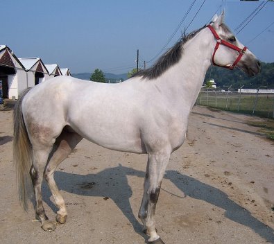 Allovertheplace was our August Prospect Two - grey gelding