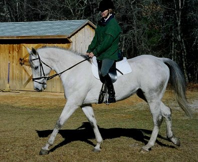 Allovertheplace is a grey horse for sale.