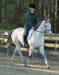 Allovertheplace is a gray horse for sale.