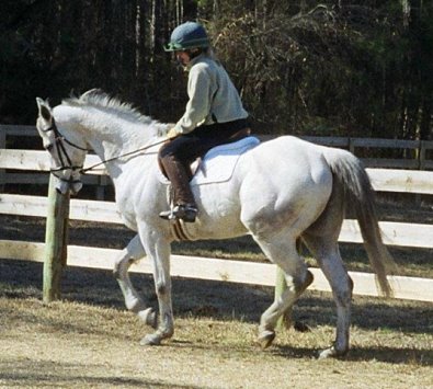 Grey horses for sale. Southern Pines, NC