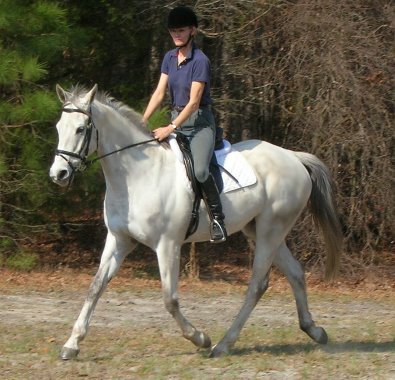 Gray horse for sale