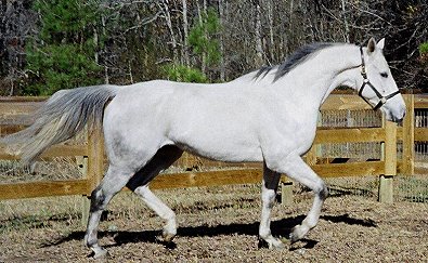 Allovertheplace is a gray Thoroughbred horse for sale.