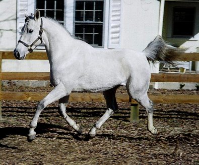 Allovertheplace is dressage or eventing prospect horse for sale.