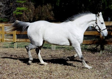 Allovertheplace is a horse for sale.