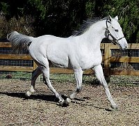 Horse for sale - suitable for dressage and eventing.