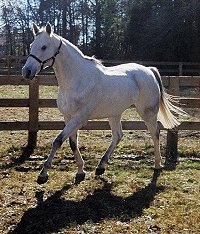 Allovertheplace is a grey horse for sale.
