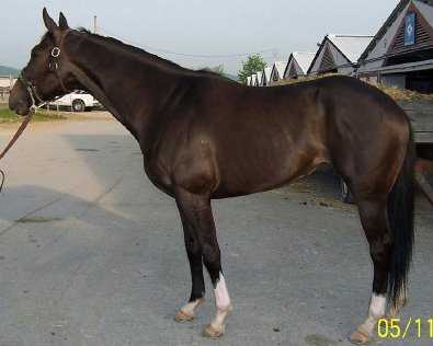 El Piasso was a Prospect Horse for Sale.