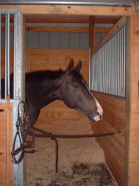 El Piasso feels right at home at Little Venice Stables in Leesburg, VA.