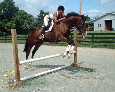 Picasso is doing well he has been out on trails and is jumping 2’ fences. 