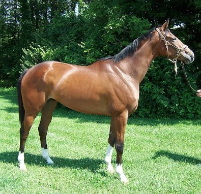 Missilery was a Prospect Horse for sale in June.