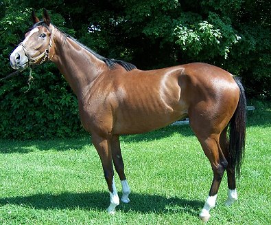 Missilery was a Prospect Horse for sale in June.