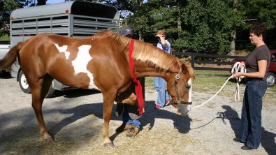 Oscar is a registered paint horse who used to pony the Thoroughbreds to the race track.