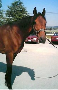 Bay Thoroughbred horse for sale.