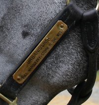 Urbanissima is a very well bred mare.