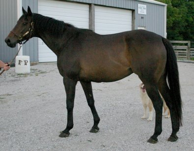 Urca is a Thoroughbred mare for sale that was sold to Dr. Jennifer Dunlap.