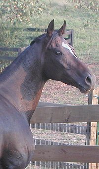 Rumble - Horses for sale