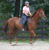 Horses for sale at Bits & Bytes Farm -Secret and Marianne