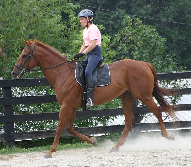 Thoroughbred horses for sale 