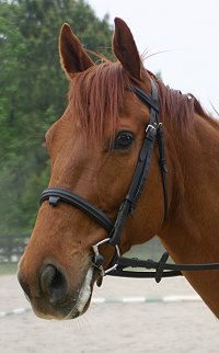 New Thoroughbred for sale.