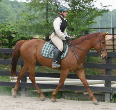 Secret - unraced Thoroughbred horse for sale