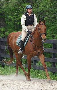 Secret - unraced Thoroughbred horse for sale