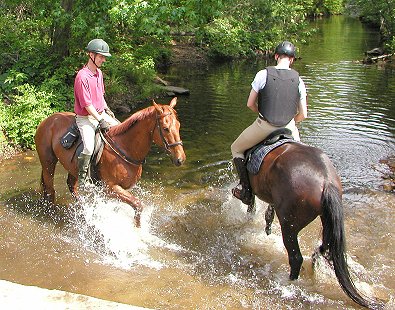 Thoroughbreds playing in the water