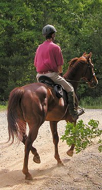 Thoroughbred Horses for Sale