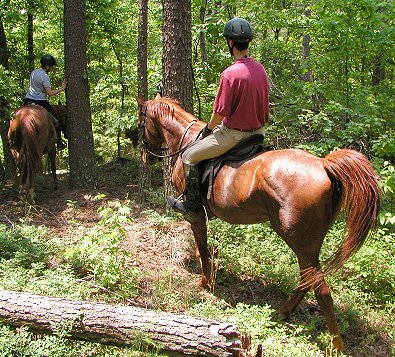 Trail riding Thoroughbreds in Pine Log WMA