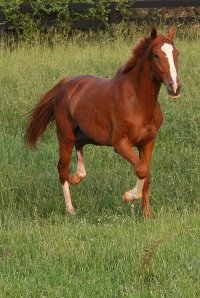 We have a new chestnut!