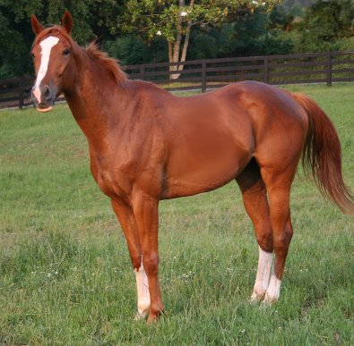 Chestnut Thoroughbred horse for sale at Bits & Bytes Farm - Shenandoah King.